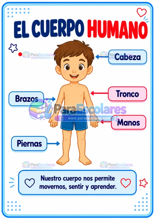 Poster Educativo Del Cuerpo Humano